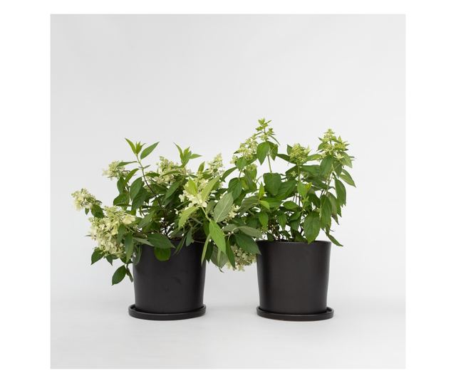 Hortenzia - 2 db - Hydrangea paniculata 'Confetti' - 25-40cm magas - ⌀19cm