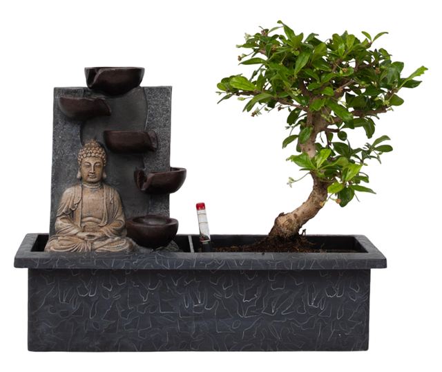 Bonsai Vodopad Buda - Bonsai - Visina 25-35cm - ⌀29cm