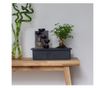 Bonsai Vodopad Buda - Bonsai - Visina 25-35cm - ⌀29cm