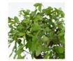 Bonsai Vodopad Buda - Bonsai - Visina 25-35cm - ⌀29cm