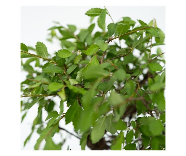 Bonsai Vodopad Buda - Bonsai - Visina 25-35cm - ⌀29cm