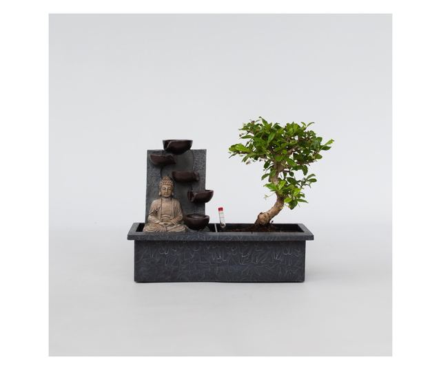 Bonsai Vodopad Buda - Bonsai - Visina 25-35cm - ⌀29cm
