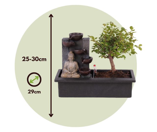 Bonsai Vodopad Buda - Bonsai - Visina 25-35cm - ⌀29cm