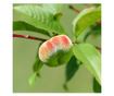 Őszibarack - 2 db - Prunus persica 'Saturne' - 60-70cm magas - ⌀15cm