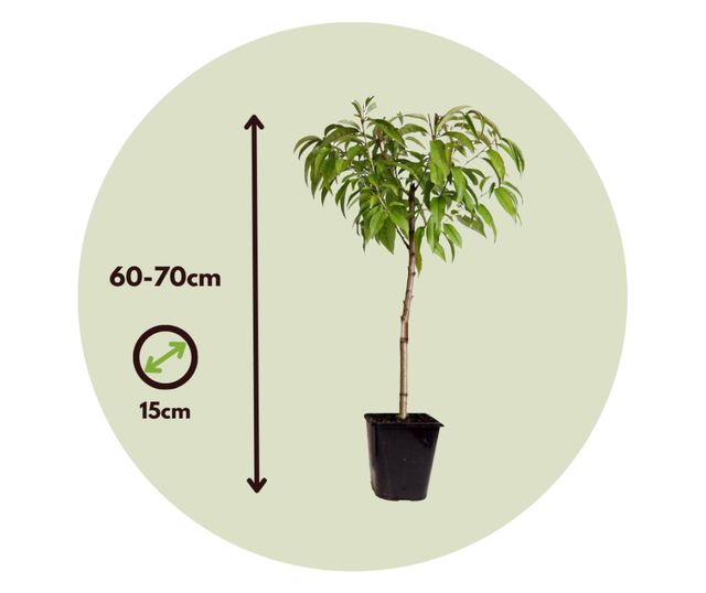 Őszibarack - 2 db - Prunus persica 'Saturne' - 60-70cm magas - ⌀15cm