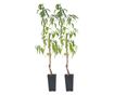 Őszibarack - 2 db - Prunus persica 'Saturne' - 60-70cm magas - ⌀15cm