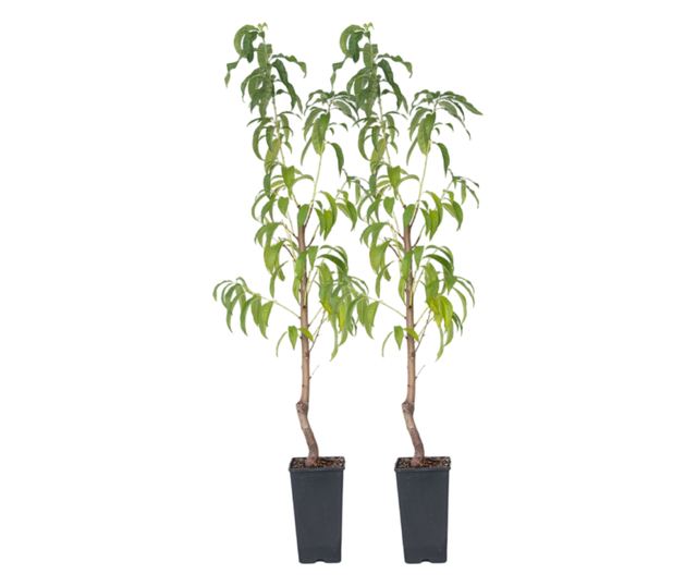 Őszibarack - 2 db - Prunus persica 'Saturne' - 60-70cm magas - ⌀15cm
