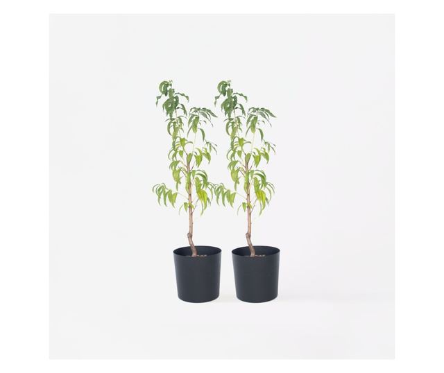 Őszibarack - 2 db - Prunus persica 'Saturne' - 60-70cm magas - ⌀15cm