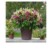 Keleti hunyor - 3 db - Helleborus orientalis - 20-30cm magas - ⌀12cm