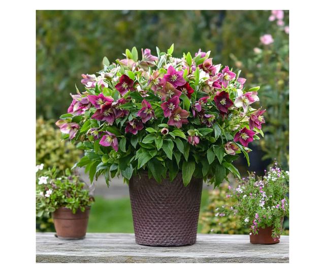 Keleti hunyor - 3 db - Helleborus orientalis - 20-30cm magas - ⌀12cm
