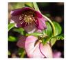 Keleti hunyor - 3 db - Helleborus orientalis - 20-30cm magas - ⌀12cm