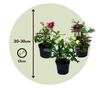 Keleti hunyor - 3 db - Helleborus orientalis - 20-30cm magas - ⌀12cm