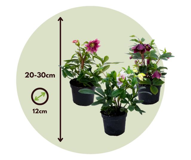 Keleti hunyor - 3 db - Helleborus orientalis - 20-30cm magas - ⌀12cm