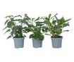Tojásdinnye - 3 db - Solanum Muricatum 'Pepino gold' - 25-40cm magas - ⌀9cm