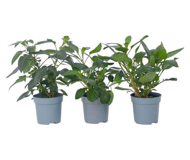 Tojásdinnye - 3 db - Solanum Muricatum 'Pepino gold' - 25-40cm magas - ⌀9cm