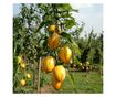 Tojásdinnye - 3 db - Solanum Muricatum 'Pepino gold' - 25-40cm magas - ⌀9cm