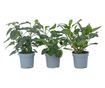 Tojásdinnye - 6 db - Solanum Muricatum 'Pepino gold' - 25-40cm magas - ⌀9cm