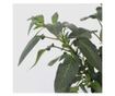 Tojásdinnye - 3 db - Solanum Muricatum 'Pepino gold' - 25-40cm magas - ⌀9cm