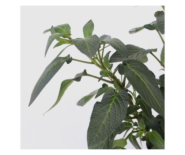 Tojásdinnye - 3 db - Solanum Muricatum 'Pepino gold' - 25-40cm magas - ⌀9cm