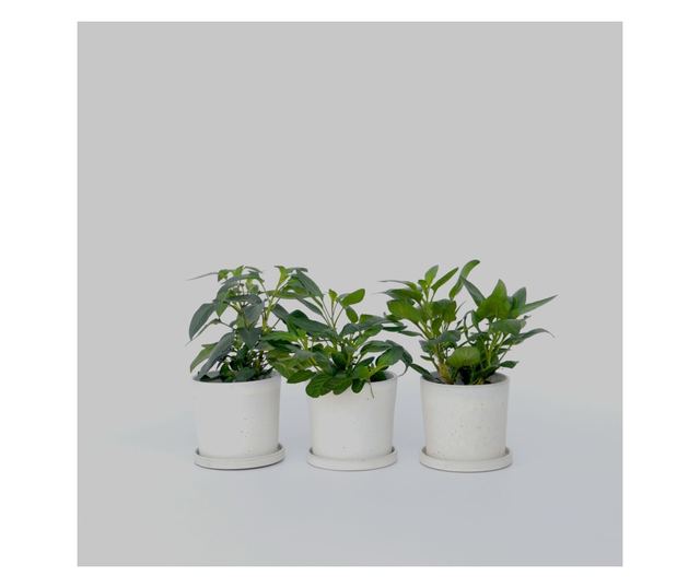 Tojásdinnye - 3 db - Solanum Muricatum 'Pepino gold' - 25-40cm magas - ⌀9cm