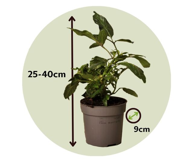 Tojásdinnye - 3 db - Solanum Muricatum 'Pepino gold' - 25-40cm magas - ⌀9cm
