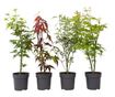 Japán juhar - 4 db - Acer palmatum - 25-40cm magas - ⌀10,5cm