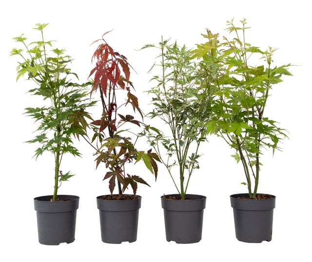 Japán juhar - 4 db - Acer palmatum - 25-40cm magas - ⌀10,5cm