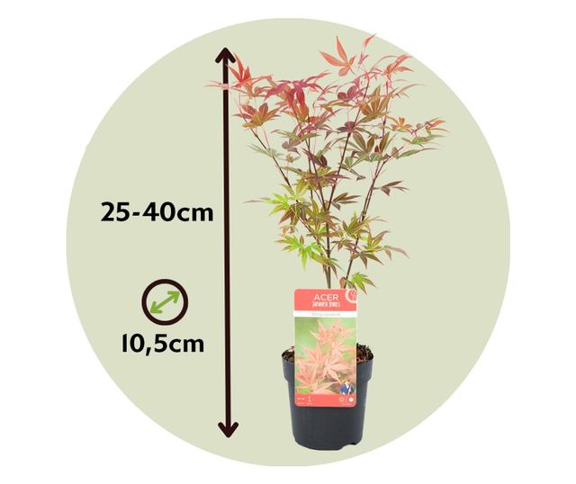 Japán juhar - 4 db - Acer palmatum - 25-40cm magas - ⌀10,5cm