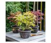 Japán juhar - 4 db - Acer palmatum - 25-40cm magas - ⌀10,5cm