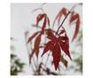 Japán juhar - 4 db - Acer palmatum - 25-40cm magas - ⌀10,5cm