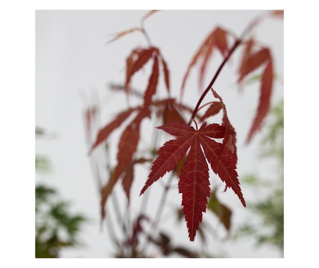 Japán juhar - 4 db - Acer palmatum - 25-40cm magas - ⌀10,5cm