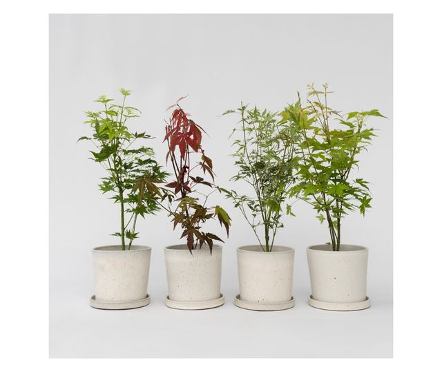 Japán juhar - 4 db - Acer palmatum - 25-40cm magas - ⌀10,5cm