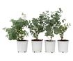 Eukaliptusz - 6 db - Eucalyptus 'Pulverulenta' - 25-40cm magas - ⌀12cm