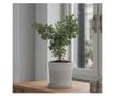Eukaliptusz - 6 db - Eucalyptus 'Pulverulenta' - 25-40cm magas - ⌀12cm