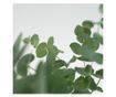 Eukaliptusz - 6 db - Eucalyptus 'Pulverulenta' - 25-40cm magas - ⌀12cm
