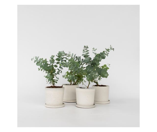 Eukaliptusz - 6 db - Eucalyptus 'Pulverulenta' - 25-40cm magas - ⌀12cm