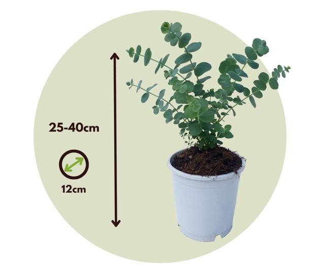 Eukaliptusz - 6 db - Eucalyptus 'Pulverulenta' - 25-40cm magas - ⌀12cm