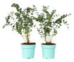Eukaliptusz - 2 db - Eucalyptus pulverulenta 'Baby Blue' - 35-45cm magas - ⌀15cm