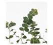 Eukaliptusz - 2 db - Eucalyptus pulverulenta 'Baby Blue' - 35-45cm magas - ⌀15cm