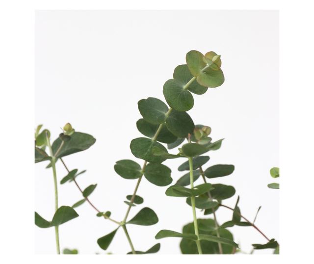 Eukaliptusz - 2 db - Eucalyptus pulverulenta 'Baby Blue' - 35-45cm magas - ⌀15cm