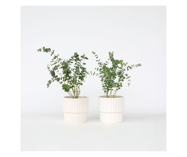 Eukaliptusz - 2 db - Eucalyptus pulverulenta 'Baby Blue' - 35-45cm magas - ⌀15cm