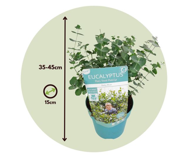 Eukaliptusz - 2 db - Eucalyptus pulverulenta 'Baby Blue' - 35-45cm magas - ⌀15cm