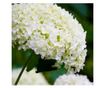 Hortenzia - 3 db - Hydrangea 'Strong Annabelle' - 30-40cm magas - ⌀19cm