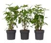 Hortenzia - 3 db - Hydrangea 'Strong Annabelle' - 30-40cm magas - ⌀19cm