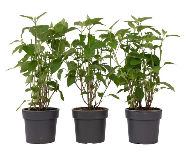 Hortenzia - 3 db - Hydrangea 'Strong Annabelle' - 30-40cm magas - ⌀19cm