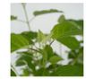 Hortenzia - 3 db - Hydrangea 'Strong Annabelle' - 30-40cm magas - ⌀19cm