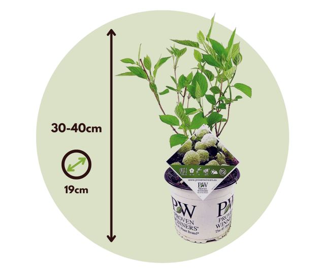 Hortenzia - 3 db - Hydrangea 'Strong Annabelle' - 30-40cm magas - ⌀19cm