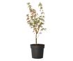 Japán juhar - Acer palmatum 'Taylor' - 50-60cm magas - ⌀19cm