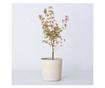 Japán juhar - Acer palmatum 'Taylor' - 50-60cm magas - ⌀19cm