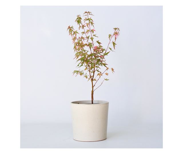 Japán juhar - Acer palmatum 'Taylor' - 50-60cm magas - ⌀19cm